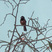 Chestnut-bellied Seed-Finch